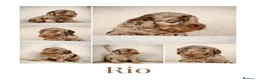Cockapoo dogs for sale: Cockapoo pups  - Advert 7