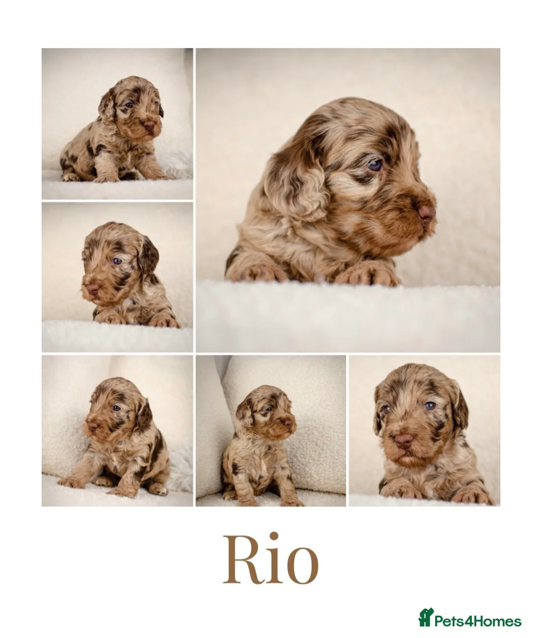 Cockapoo dogs for sale: Cockapoo pups  - Advert 7