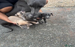 Whippet dogs for sale: Whippet puppies  - Image 4