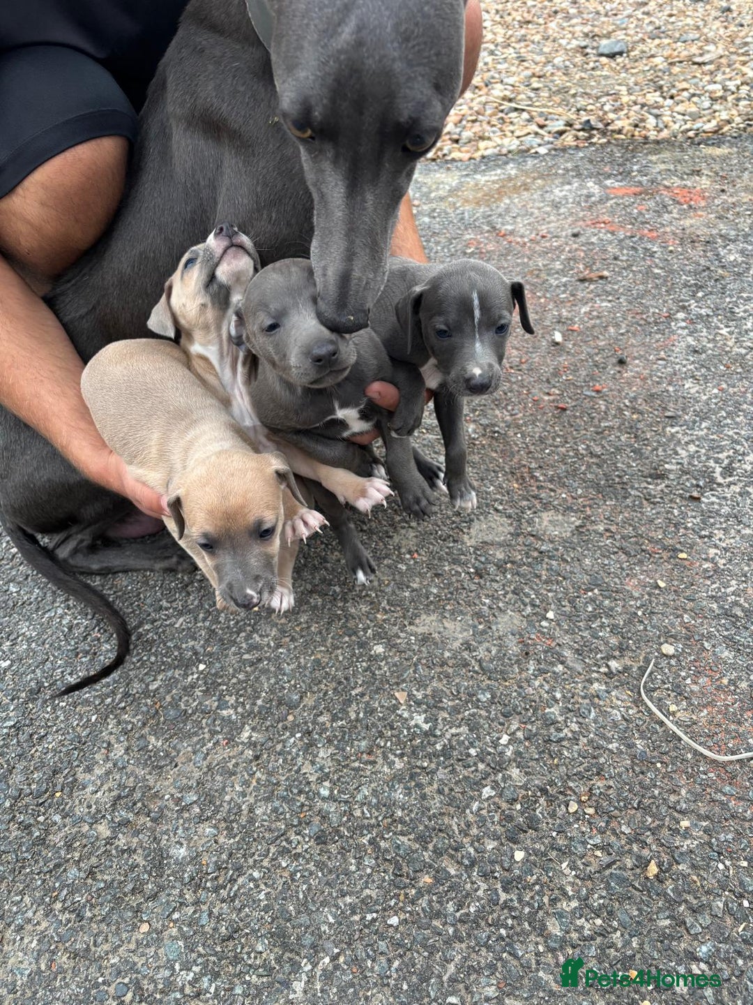 Whippet dogs for sale: Whippet puppies  - Image 4