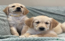 Golden Retriever dogs for sale: Quality Litter Of KC Reg Golden Retriever Puppies  - Image 5