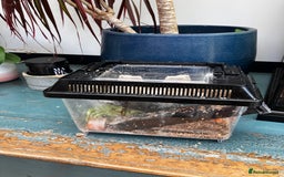Frog reptiles for sale: Green anole & Green Tree frog & ecosystem! - Image 8