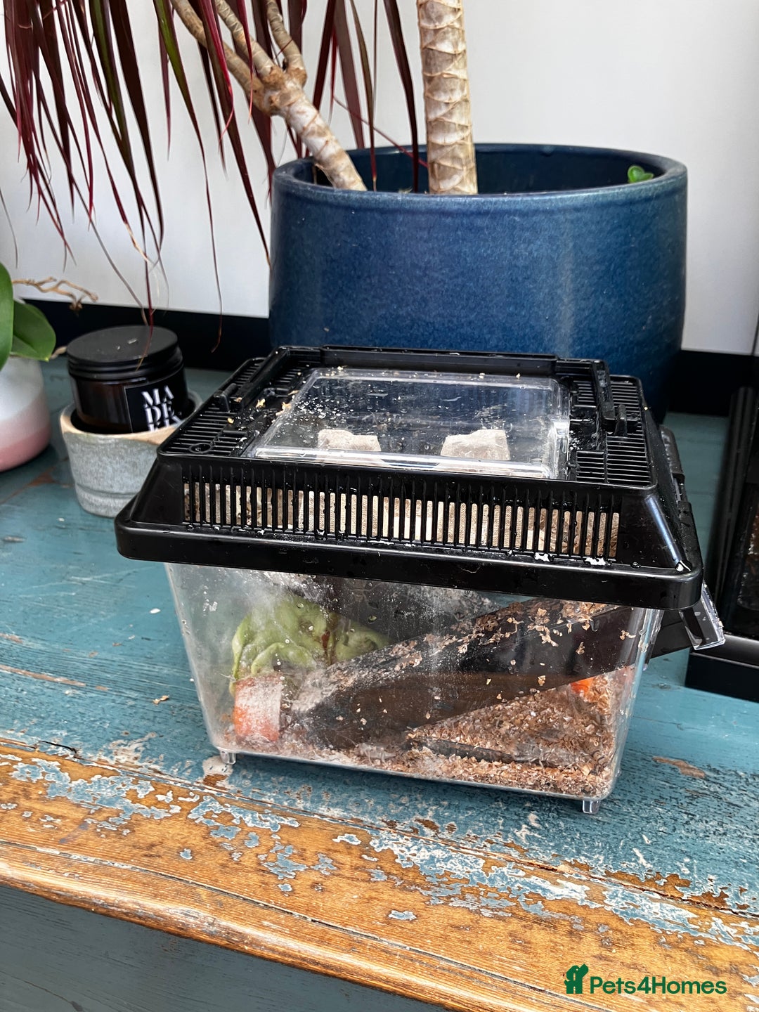 Frog reptiles for sale: Green anole & Green Tree frog & ecosystem! - Image 8