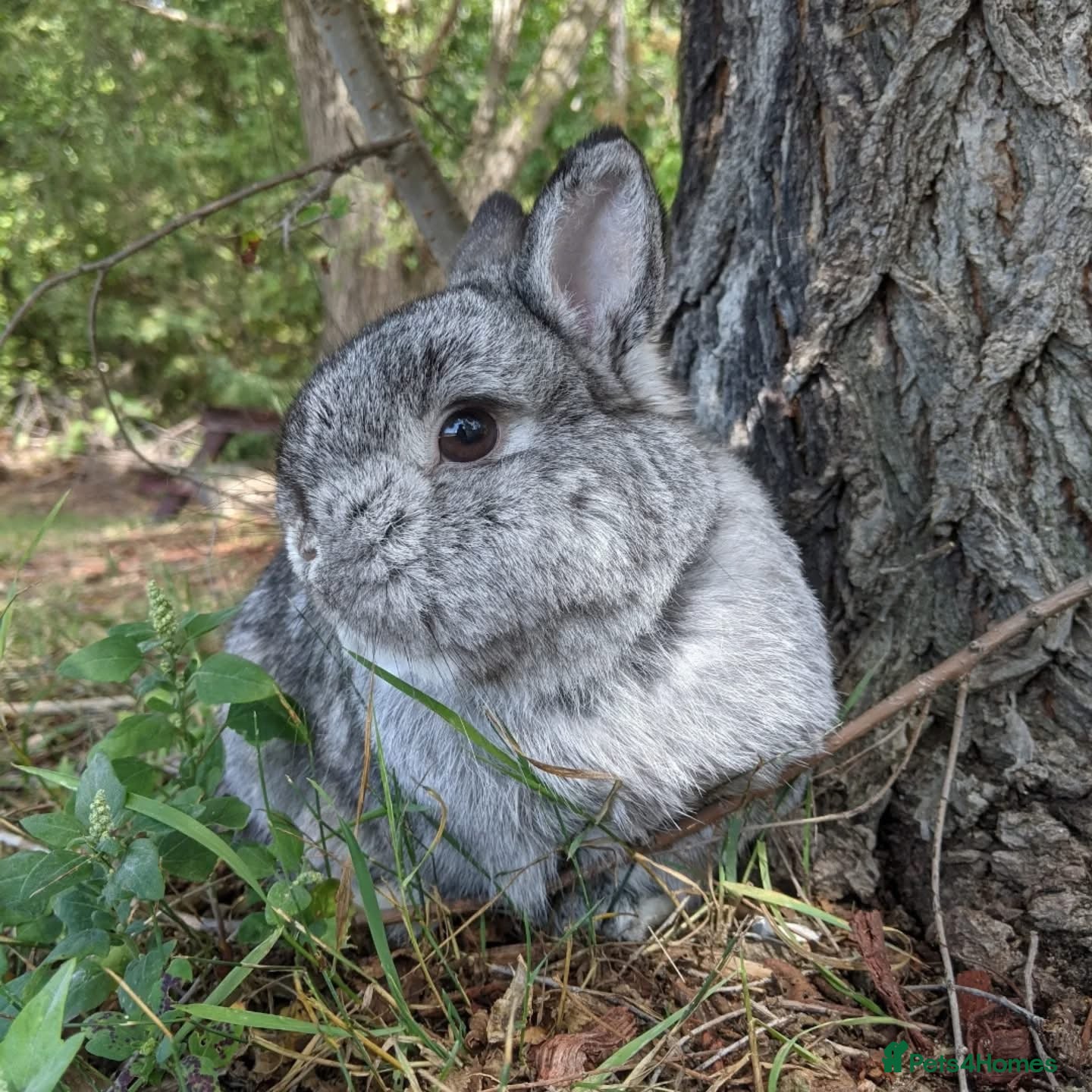 Netherland Dwarf rabbits Stunning Netherland Dwarf Babies Ready Now - Advert 11