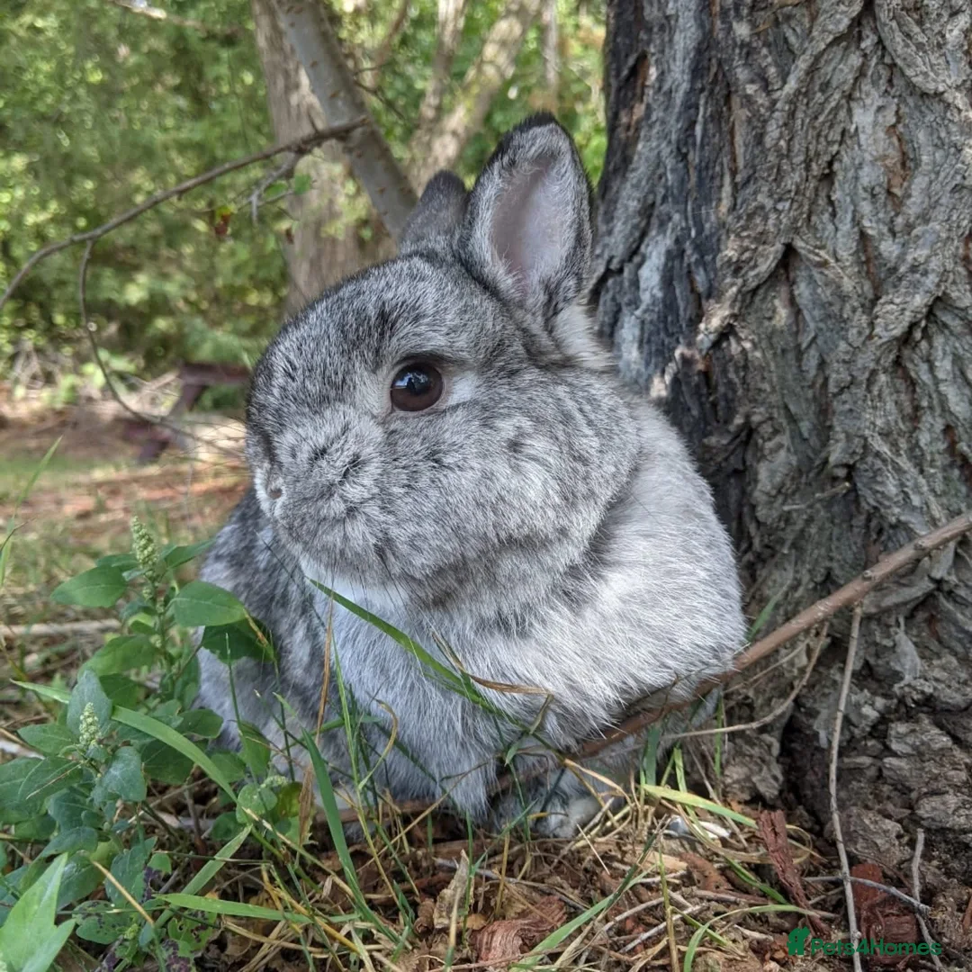 Netherland Dwarf rabbits for sale: Stunning Netherland Dwarf Babies Ready Now - Advert 1
