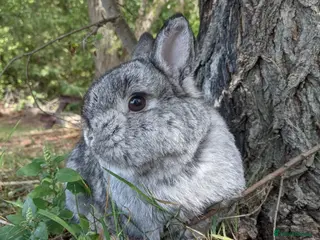 Netherland Dwarf rabbits Stunning Netherland Dwarf Babies Ready Now - Advert 11