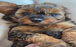 Cavapoo dogs for sale: Beautiful phantom F1B cavapoos - Image 6