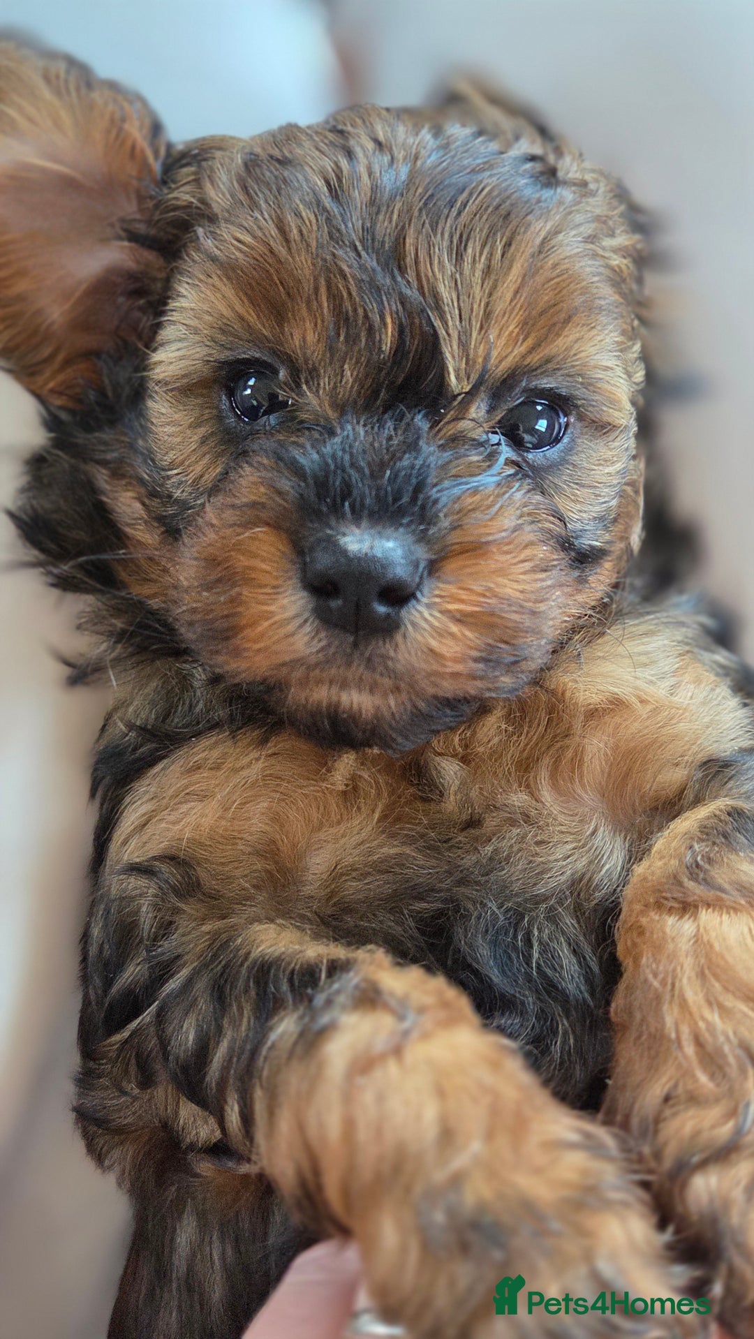 Cavapoo dogs for sale: Beautiful phantom F1B cavapoos - Image 6
