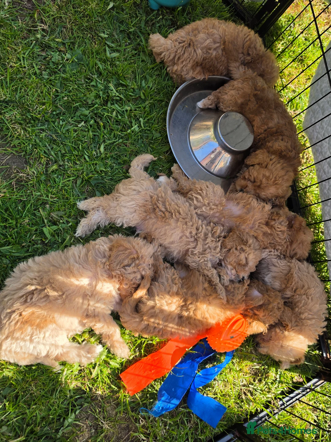 Poochon dogs for sale: 7 Beautifull poochons ready for new homes - Advert 13