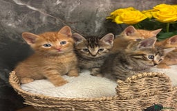 Mixed Breed cats for sale: Beautiful kittens  - Image 19