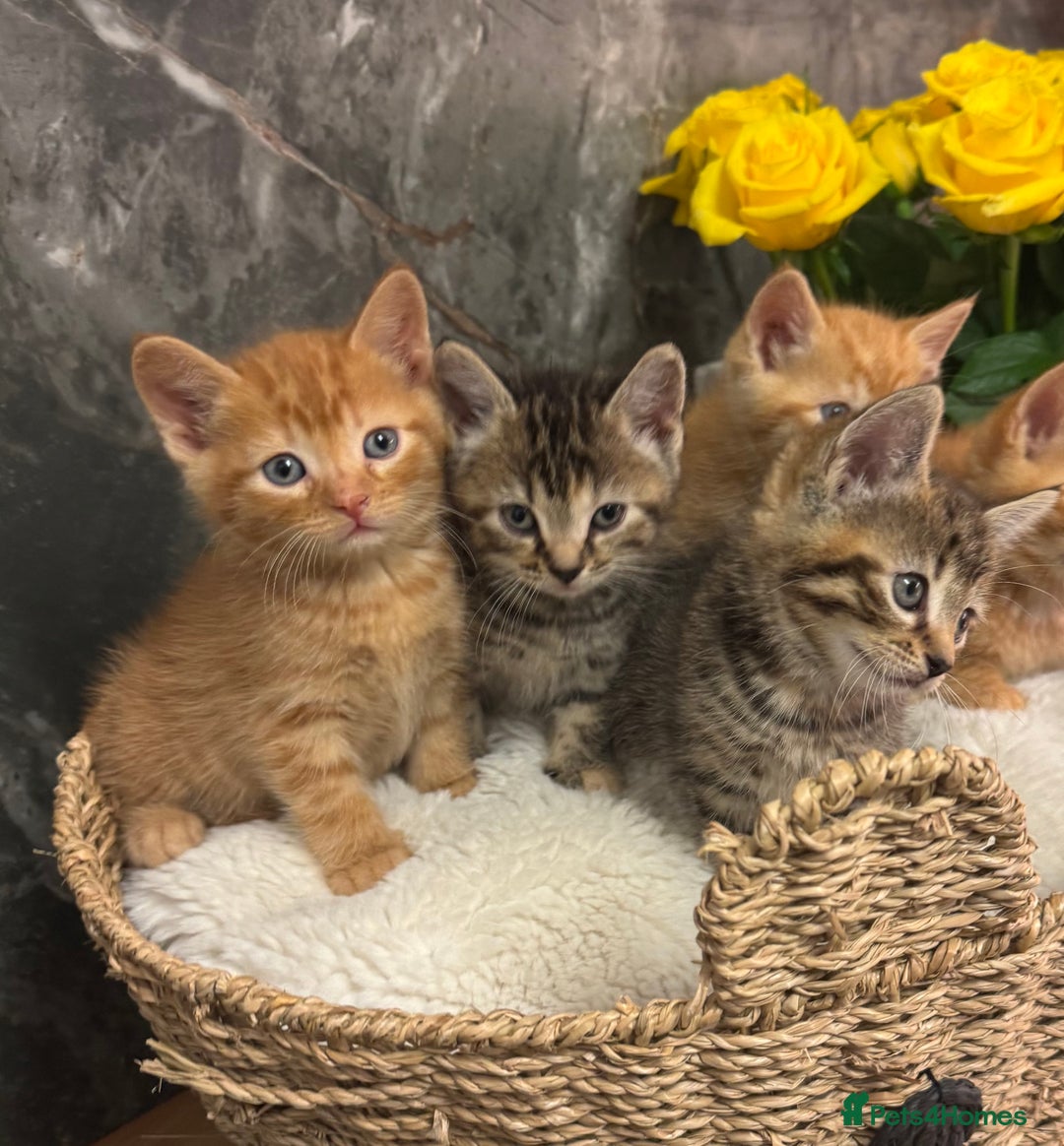 Mixed Breed cats for sale: Beautiful kittens  - Image 19
