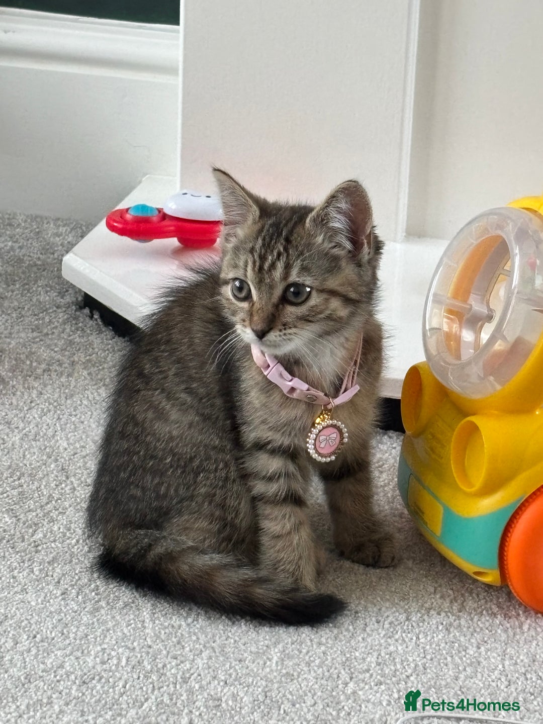 Mixed Breed cats for sale: Rehoming our lovely kitten Lulu - Advert 4