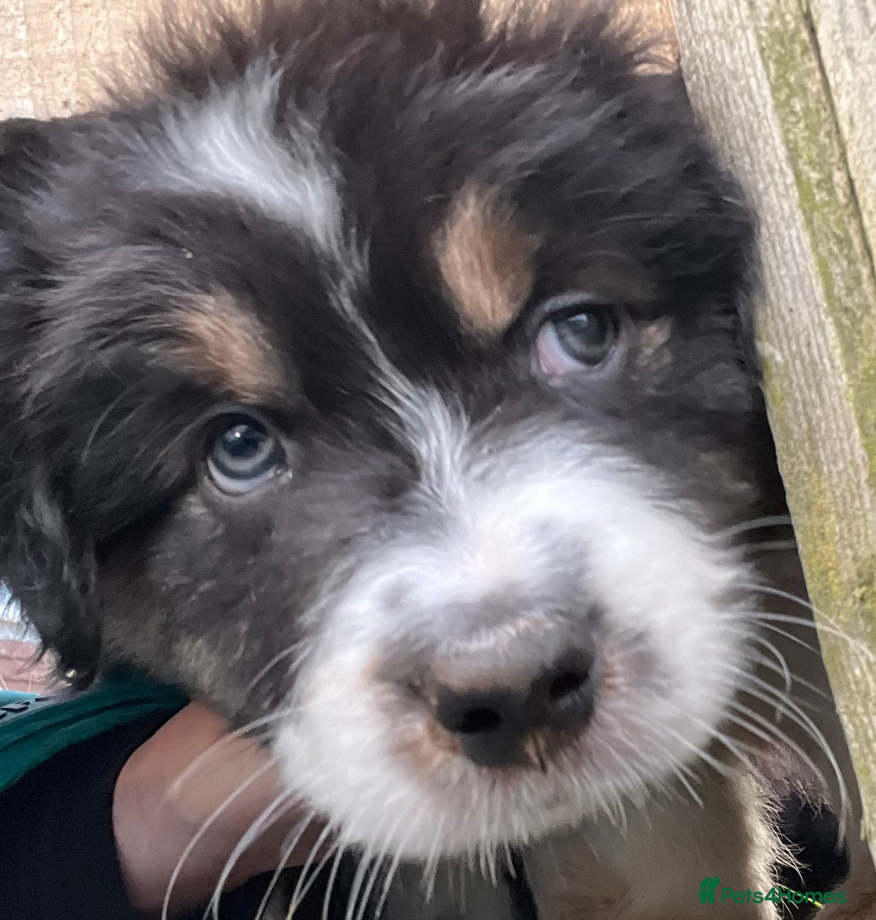 Australian Shepherd dogs Tri Australian Shepherd males Devon - Advert 6