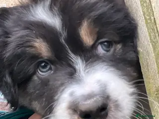 Australian Shepherd dogs Tri Australian Shepherd males Devon - Advert 6