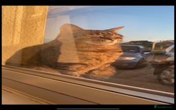 Mixed Breed cats for sale: Female tabby cat  - Image 4
