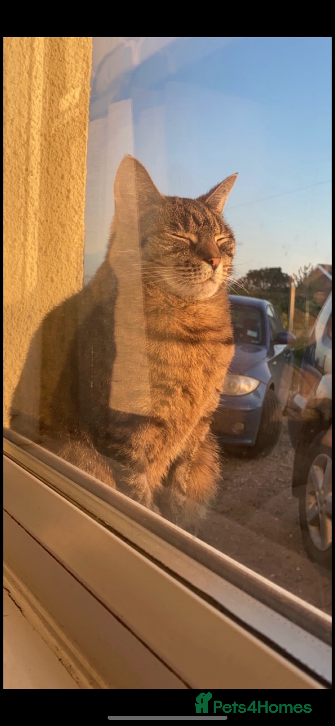 Mixed Breed cats for sale: Female tabby cat  - Image 4