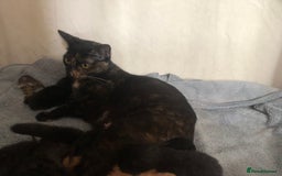 British Shorthair cats for sale: 6 beautiful kittens  - Image 9