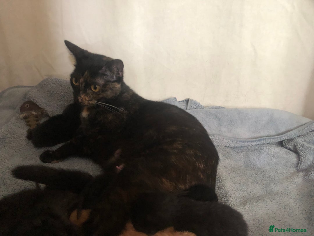 British Shorthair cats for sale: 6 beautiful kittens  - Image 9