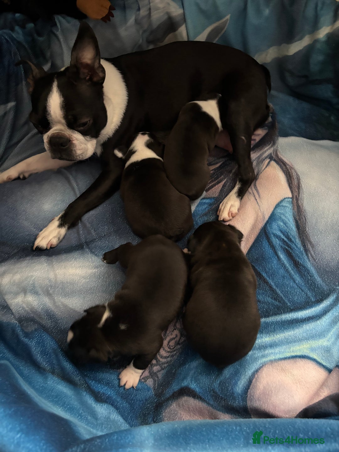 Boston Terrier dogs for sale: Boston Terrier 🐕 Puppy 🐕 KC Registered - Advert 10
