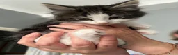 Mixed Breed cats for sale: Tabby kittens for sale in London - Advert 2