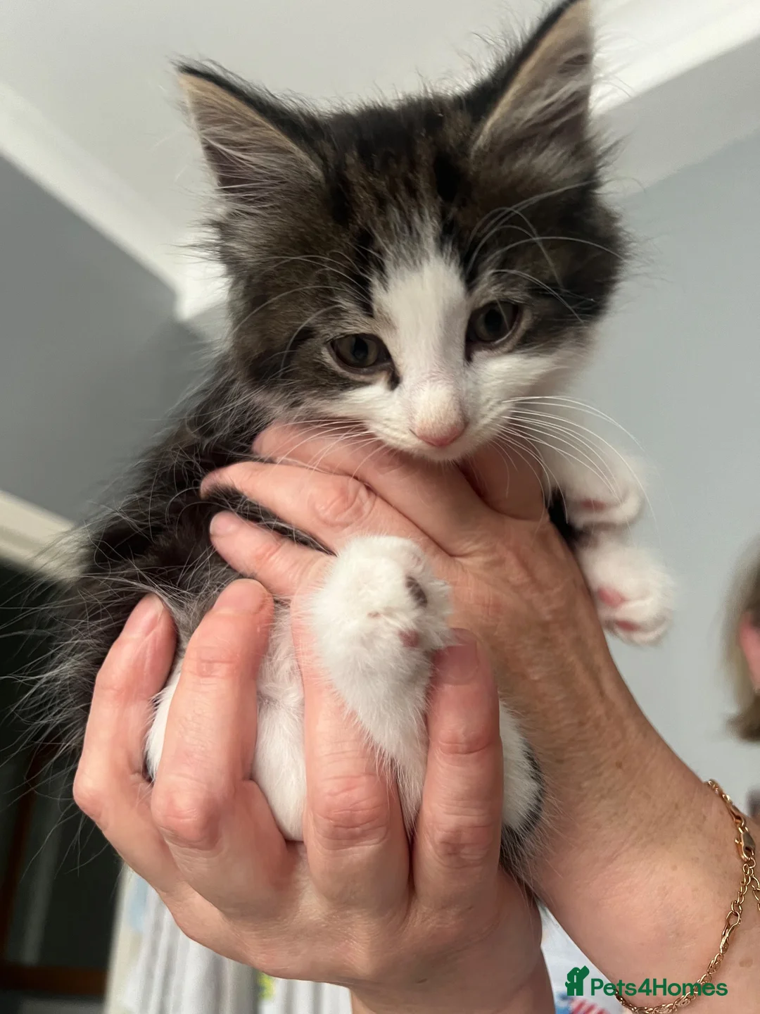 Mixed Breed cats for sale: Tabby kittens for sale in London - Advert 2