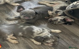 French Bulldog dogs for sale: 🐾Ready now 🔥Fluffy French bulldogs🔥🐾 in Rotherham - Image 18