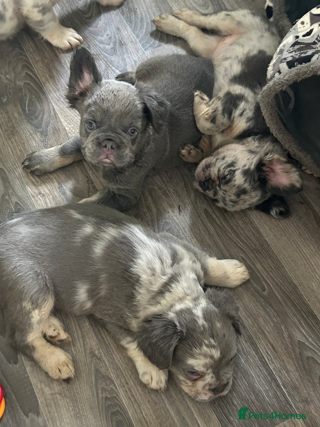 French Bulldog dogs for sale: 🐾Ready now 🔥Fluffy French bulldogs🔥🐾 in Rotherham - Image 18
