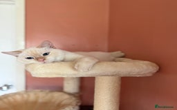 British Shorthair cats for sale: 2 Male British shorthairs. - Image 4