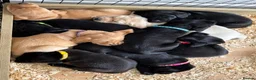 Labrador Retriever dogs for sale: Labrador - Advert 10