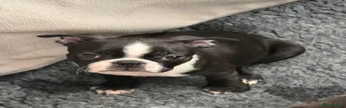 Boston Terrier Puppy 3