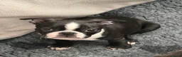 Boston Terrier dogs for sale: Kc Boston Terrier Puppies READY NOW !! 2 girls  - Advert 28