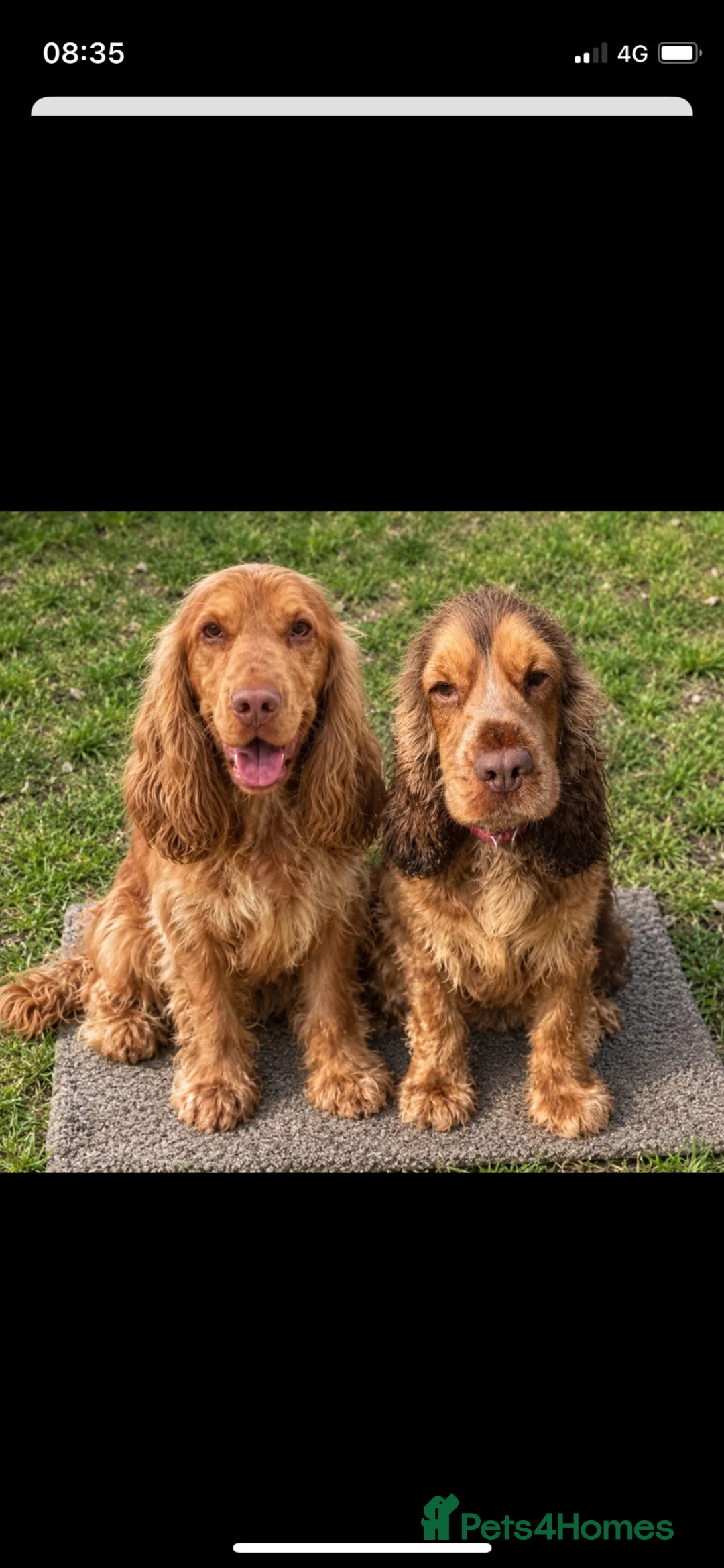 Cocker Spaniel dogs for sale: ⚡️Beautiful Show-Type Cocker Spaniel Puppies⚡️ - Advert 8