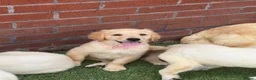 Golden Retriever dogs for sale: Kc reg golden retriever puppies  - Advert 4