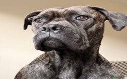 Mixed Breed dogs for sale: Cane Corso x Boxer - Image 2