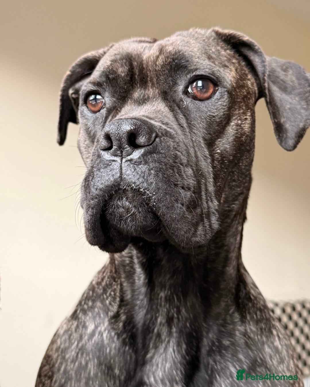 Mixed Breed dogs for sale: Cane Corso x Boxer - Image 2