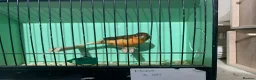 Canaries birds for sale: Male Canaries - Advert 2
