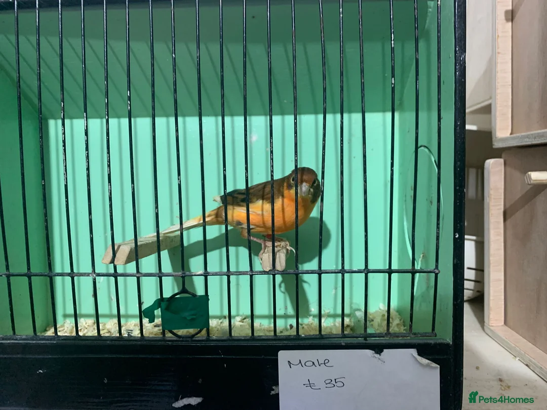 Canaries birds for sale: Male Canaries - Advert 2