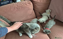 Ragdoll cats for sale: Ragdoll Kittens Gateshead - Image 19