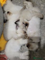 Ragdoll cats 5 very loved and spoiled Ragdoll kitttens - Advert 4