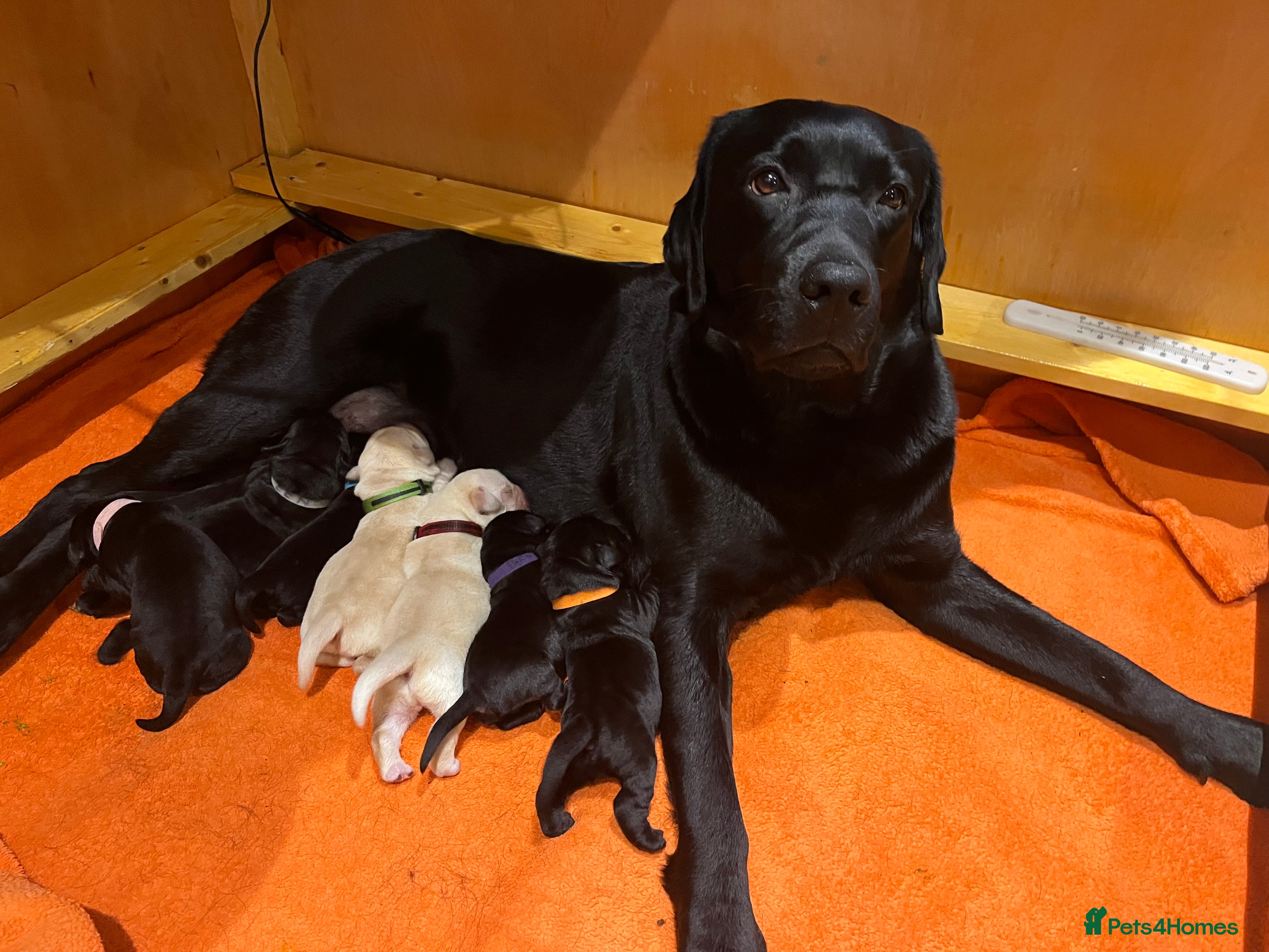Labrador Retriever dogs KC Reg Labrador puppies  - Advert 3