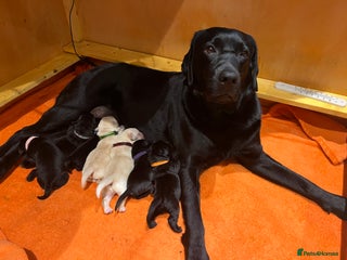 Labrador Retriever dogs KC Reg Labrador puppies - Advert 14