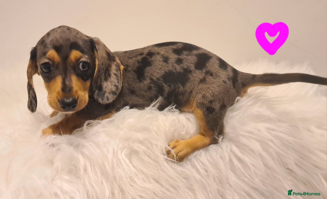 Miniature Dachshund dogs for sale: KC Daxi's health tested parents.READY - Image 25