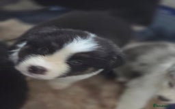 Australian Shepherd dogs for sale: Kc reg austraian shepards  - Image 7