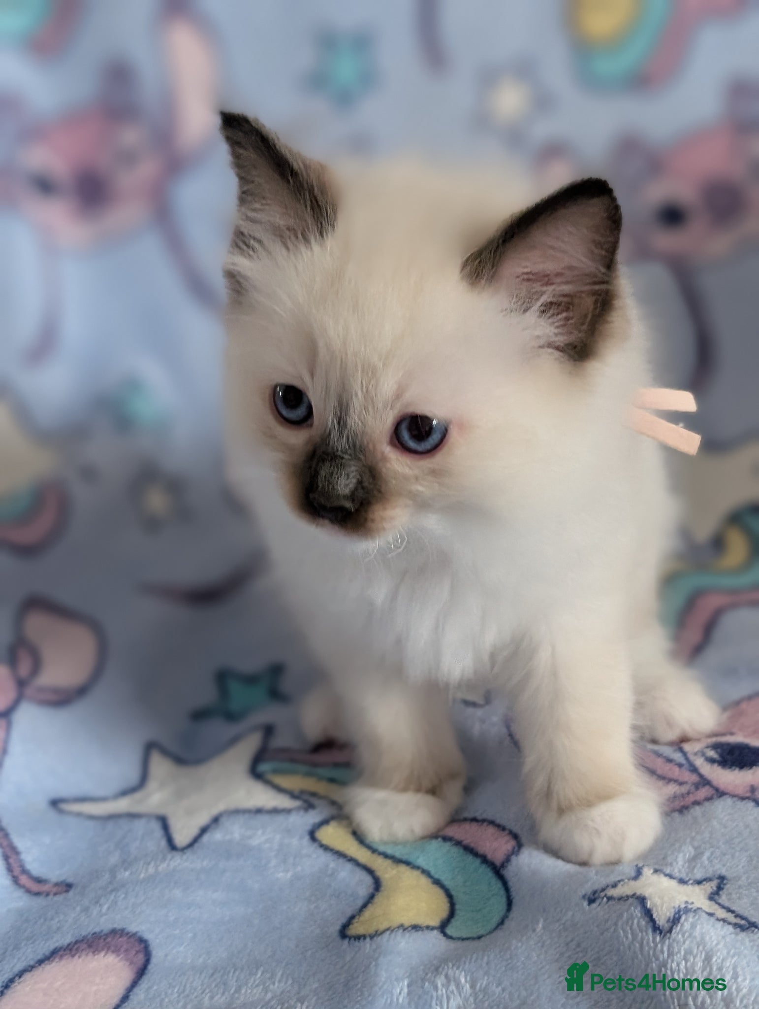 Ragdoll cats Beautiful Ragdoll Kittens  - Advert 13