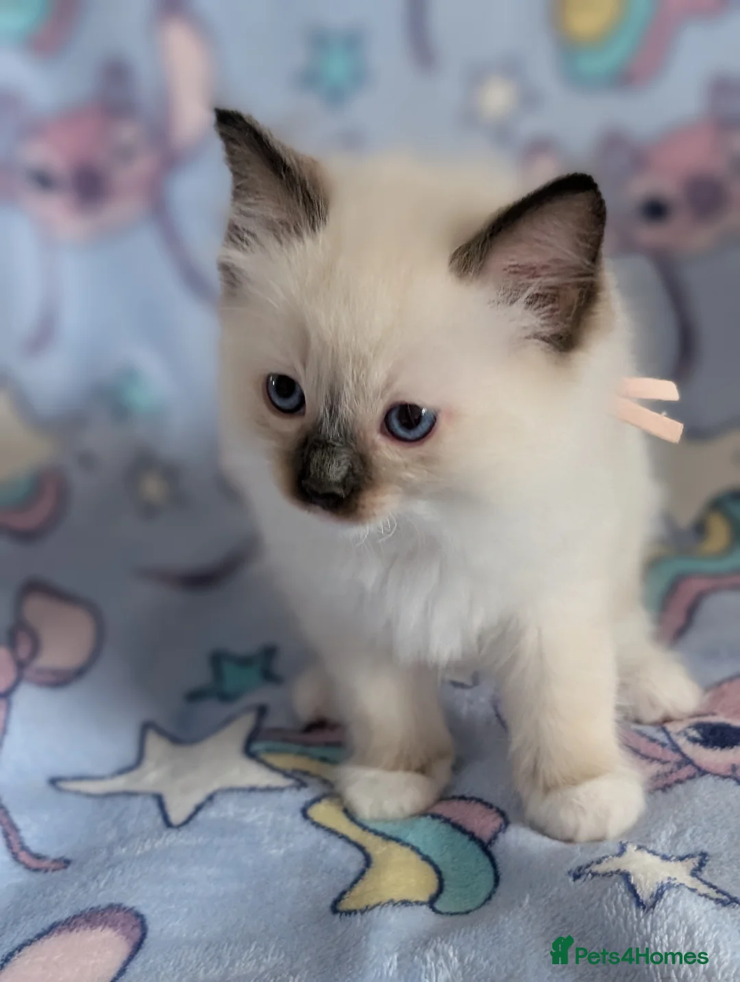 Ragdoll cats for sale: Beautiful Ragdoll Kittens  - Advert 2