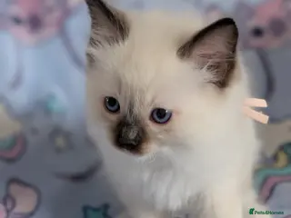 Ragdoll cats Beautiful Ragdoll Kittens - Advert 1