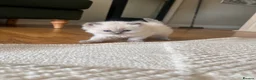 Ragdoll cats for sale: beautiful fluffy ragdolls - Advert 3
