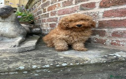 Toy Poodle dogs for sale: Top Quality KC Reg Red/Apricot Toy Poodles - Image 2