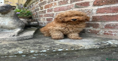 Toy Poodle dogs - Advert 16