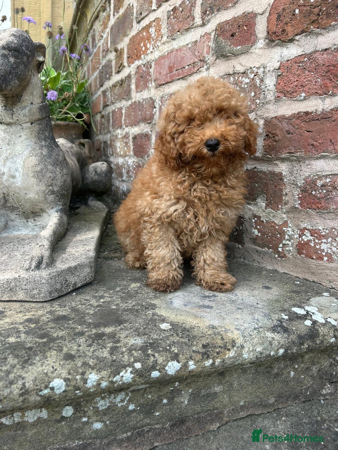 Toy Poodle dogs for sale: Top Quality KC Reg Red/Apricot Toy Poodles - Image 2
